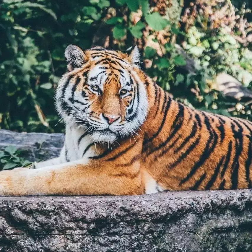 The tiger in the zoo ran out.